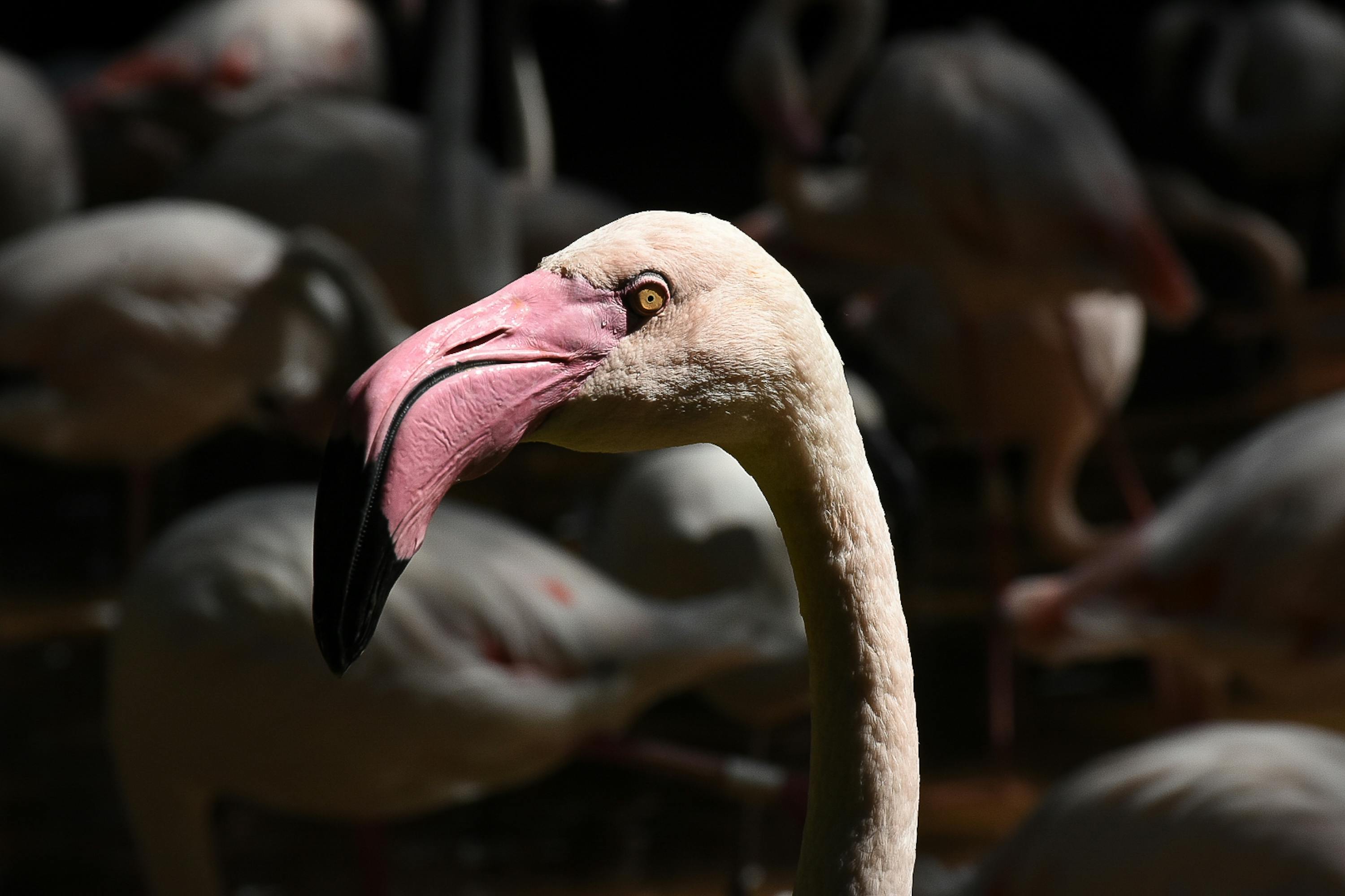 Close-up of a flamingo's head at a wildlife sanctuary in Puerto Madryn, Argentina.