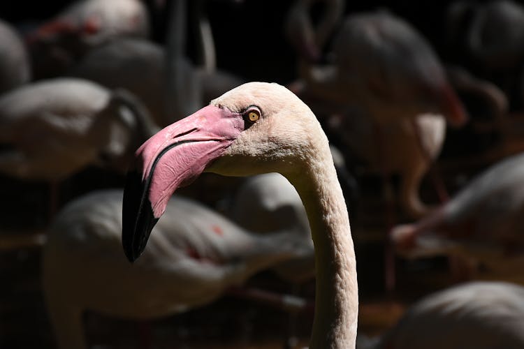 Close-up Of A Flamingo Head 