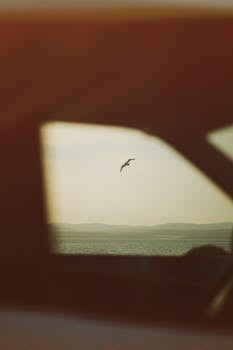 A seagull soars gracefully over calm waters seen through a car window, creating a peaceful scene.