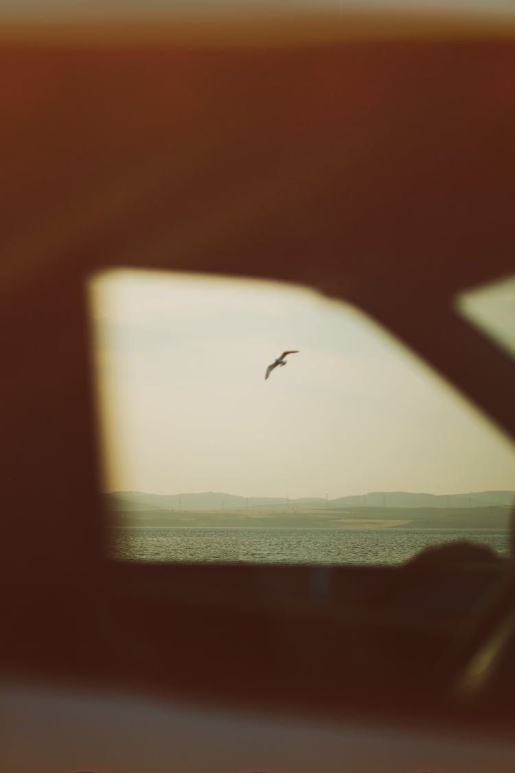 Bird Flying Over Water Seen From Car Window