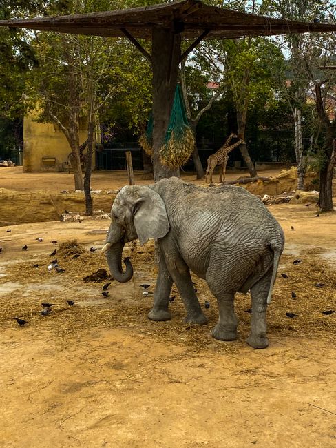 An African elephant in its enclosure at Lisbon Zoo, surrounded by a natural habitat setting.
