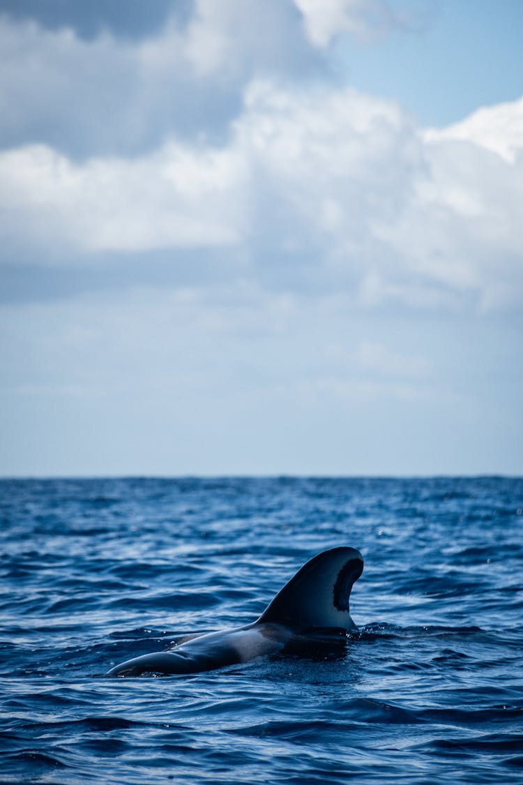 Dolphin Fin On Water