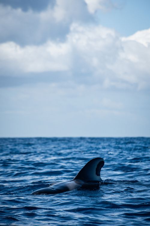 Free A dolphin fin emerges from the ocean, captured under a bright blue sky in Spain. Stock Photo