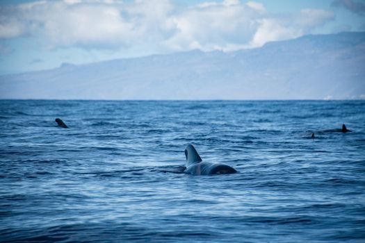 A serene view of dolphins swimming in the calm ocean waters with distant coastal mountains under a bright sky.