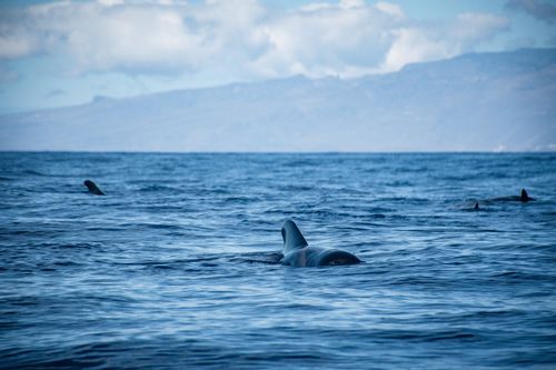 Free A serene view of dolphins swimming in the calm ocean waters with distant coastal mountains under a bright sky. Stock Photo