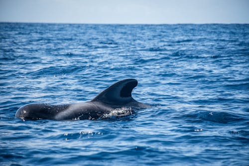 Immagine gratuita di acqua, animale, balena