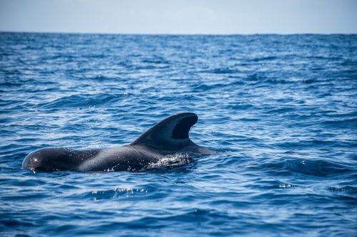 Free A majestic pilot whale surfaces in the clear ocean waters of Spain, showcasing marine beauty. Stock Photo