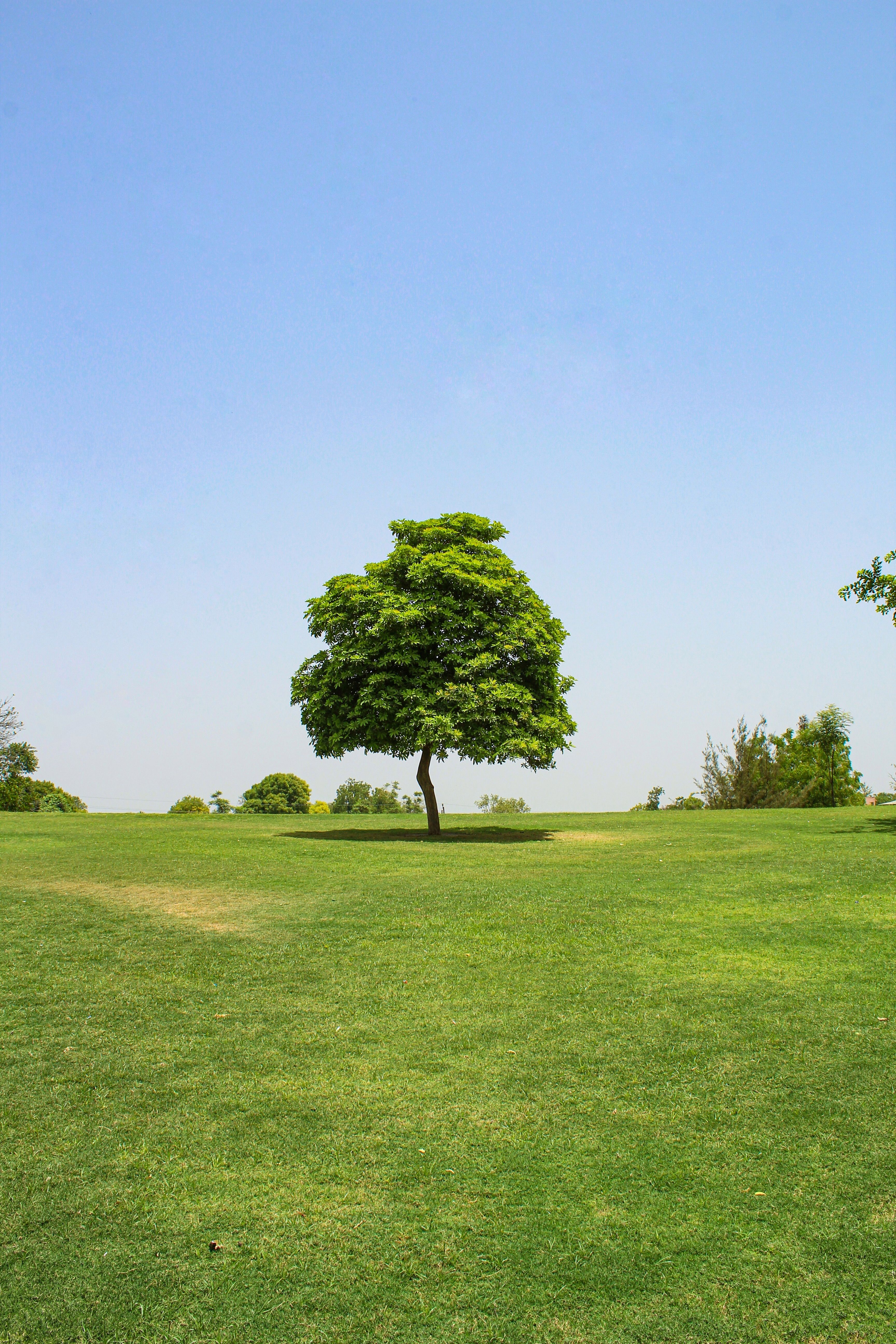 Single Tree on Grassland · Free Stock Photo