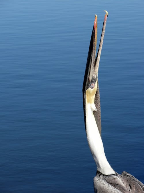 Fotobanka s bezplatnými fotkami na tému hnedý pelikán, modrá voda, vtáčí