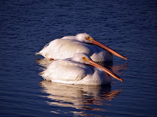 Pelicans in Body of Water