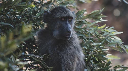 Close Up Photo of a Monkey
