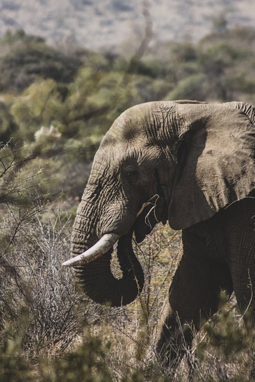 Close-up of an Elephant in the Wild 