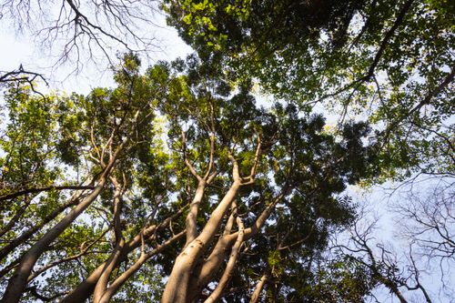Free A captivating upward view of towering trees with lush green leaves under a clear blue sky. Stock Photo