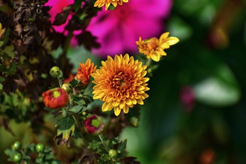 Immagine gratuita di avvicinamento, boccioli di fiori, crisantemo