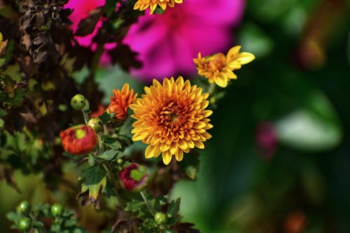 A Chrysanthemum in Bloom