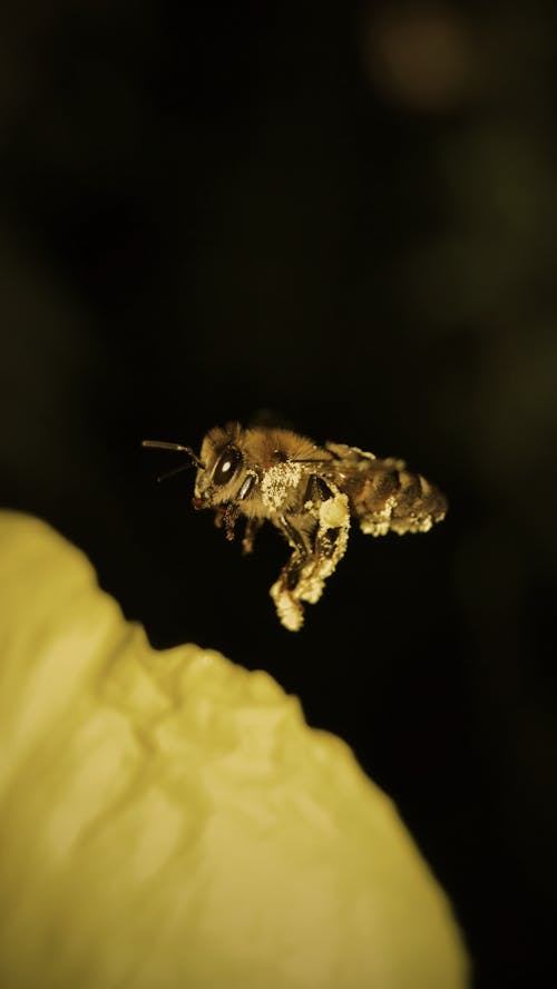 Free stock photo of animal, arı, bee