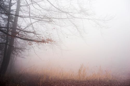 Fog in Autumn