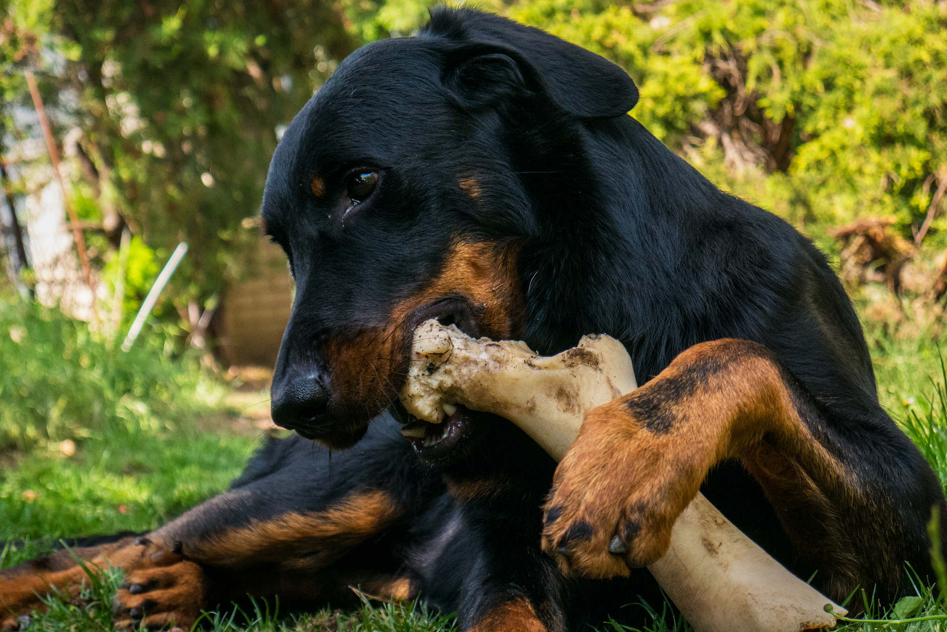 Rottweiler kaut draußen auf einem großen Knochen