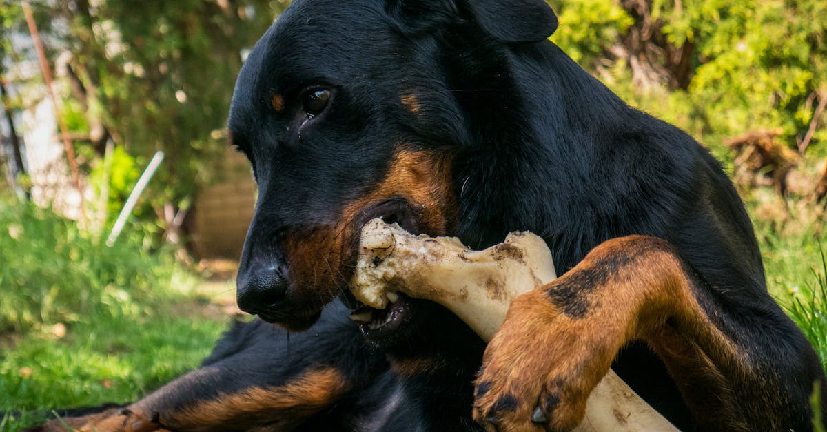 How to boil bone marrow for dogs