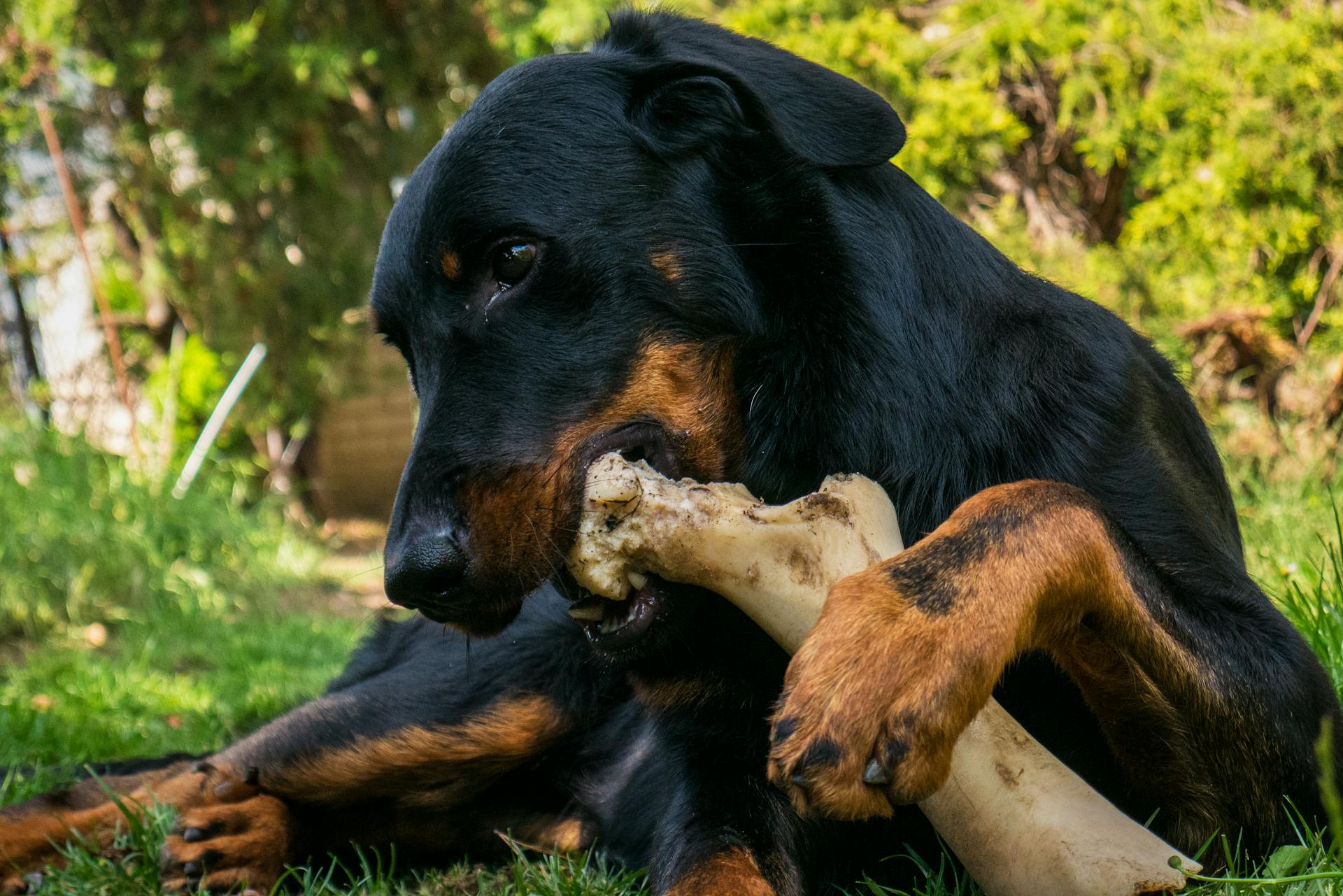A Dog Biting a Bone 