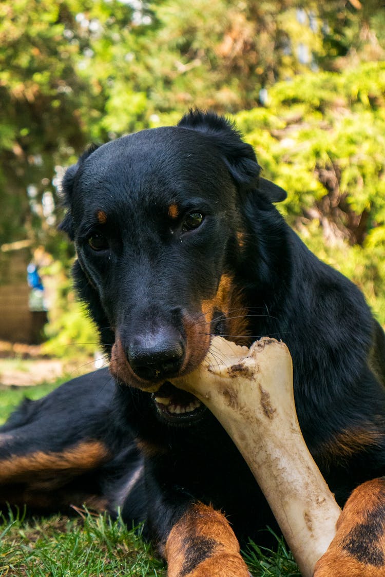 A Close-Up Shot Of A Dog Biting A Bone