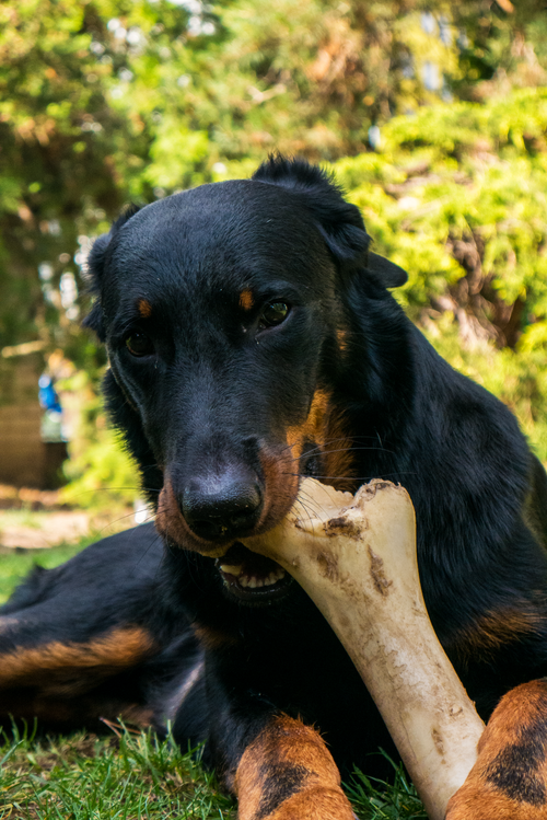 Free Close-up of a Beauceron dog enjoying a bone in a sunny garden setting. Stock Photo