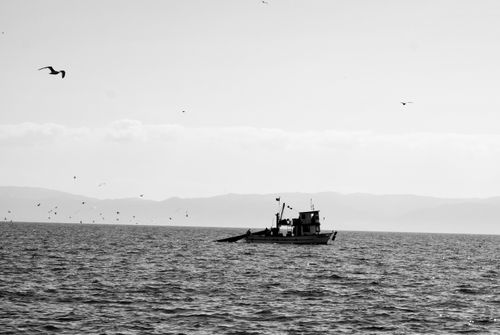 Free Black and white photo of a fishing boat on the ocean with birds flying above. Stock Photo