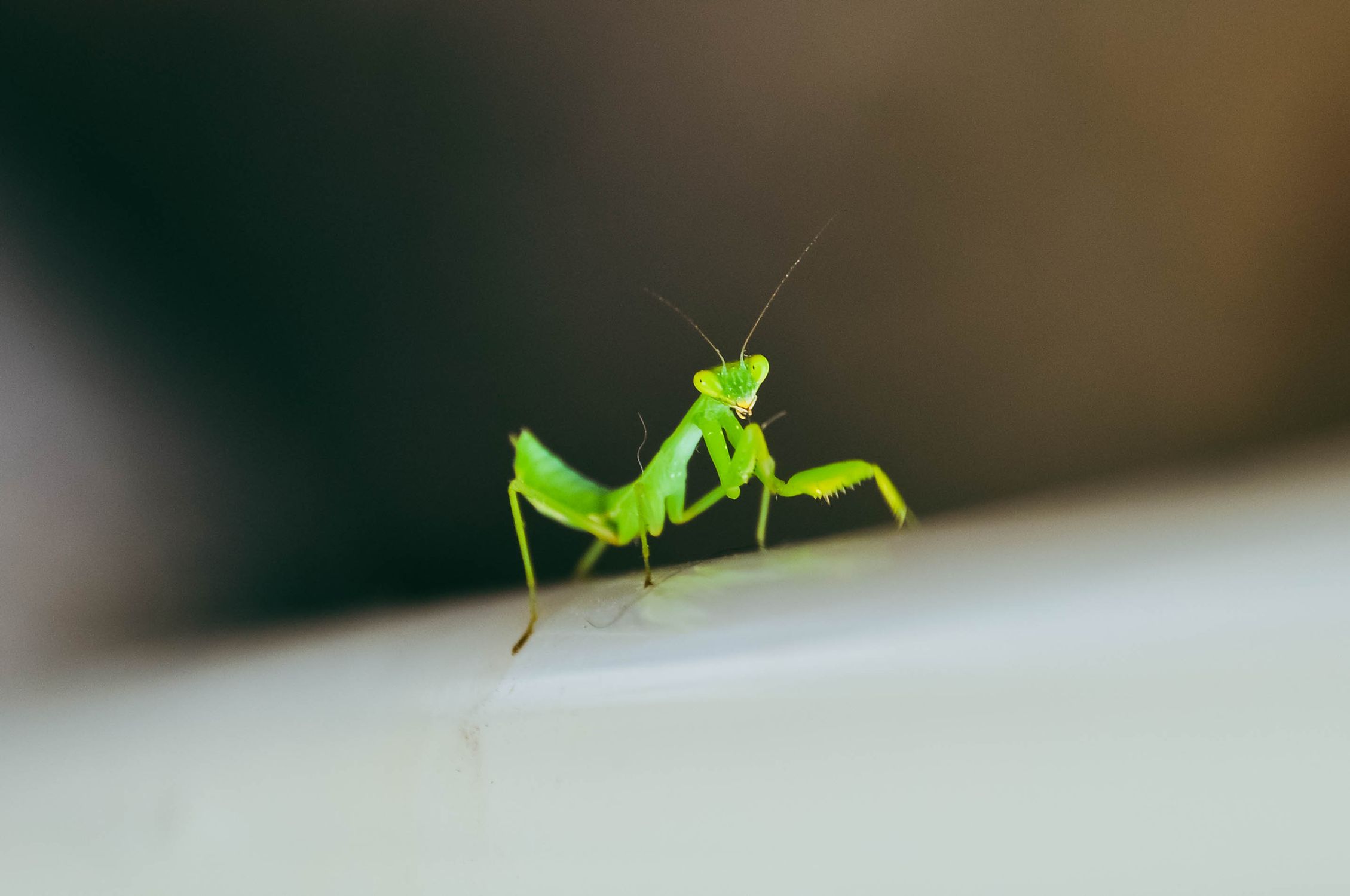 Mantis Reference Photo Close-Up Shot of a Mantis · Free Stock Photo