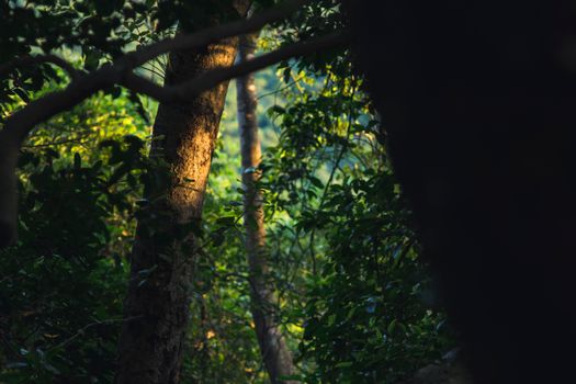 Sunlight filters through trees in Kowloon forest, creating a vibrant green scenery.