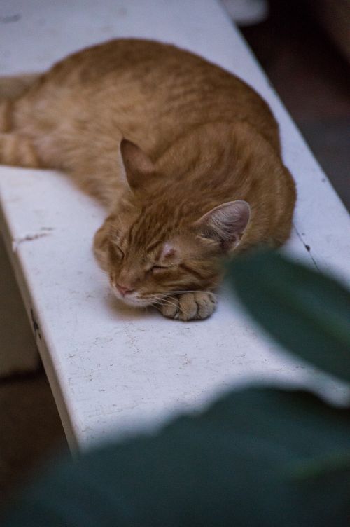 Free A tranquil tabby cat resting on a bench in İstanbul, Turkey, capturing a peaceful moment. Stock Photo