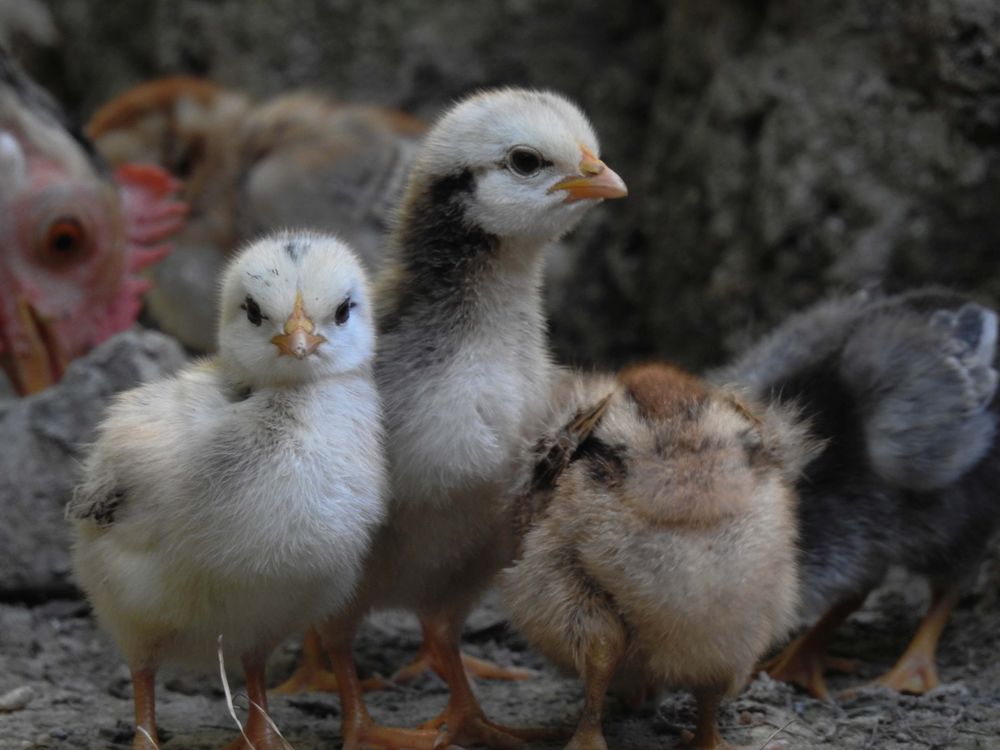 Close-Up Shot of Chicks · Free Stock Photo