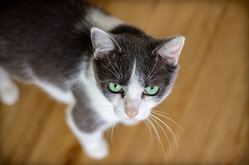 Free Close-up of a green-eyed domestic cat indoors on a wooden floor. Stock Photo