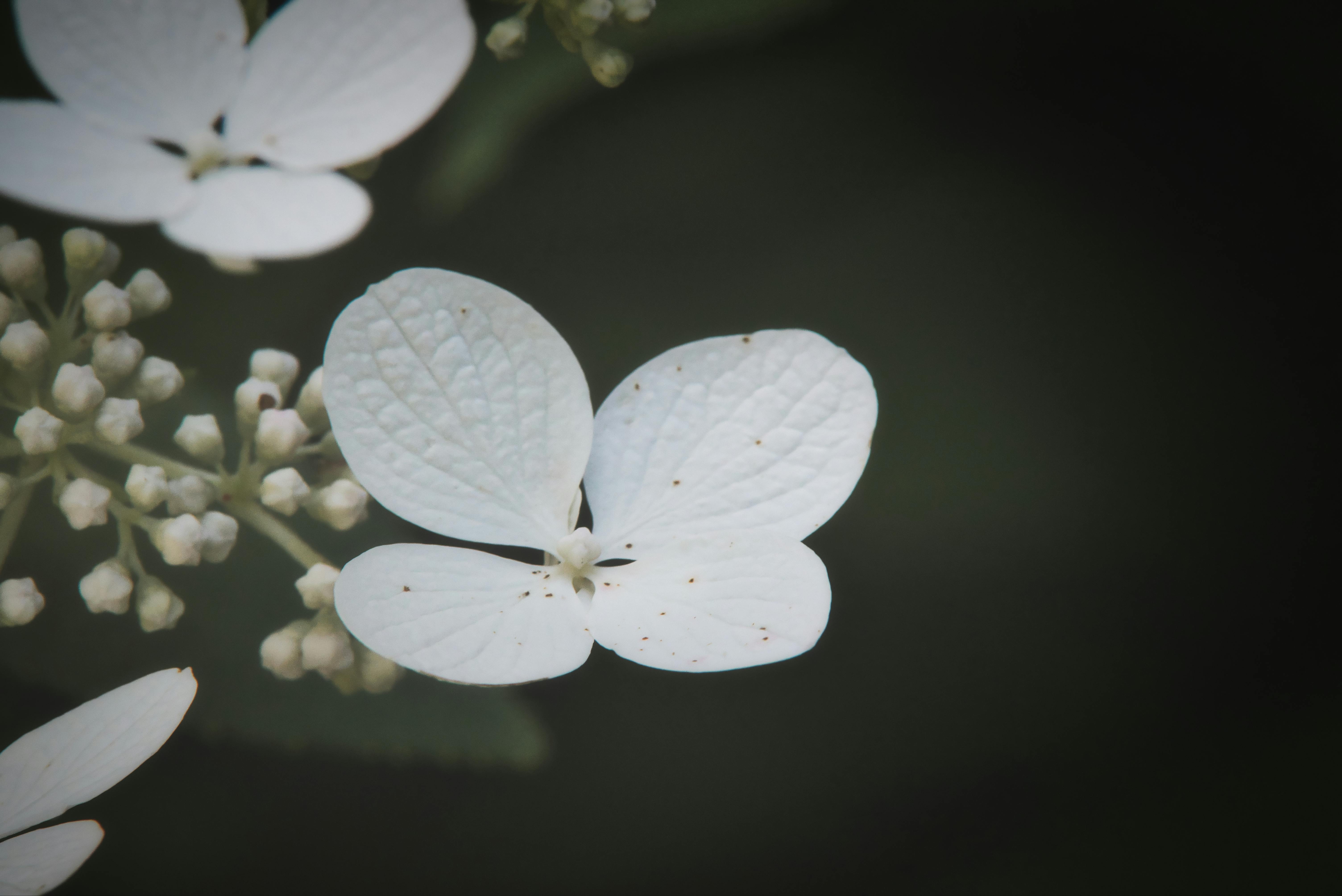 壁紙 白 花の無料の写真素材