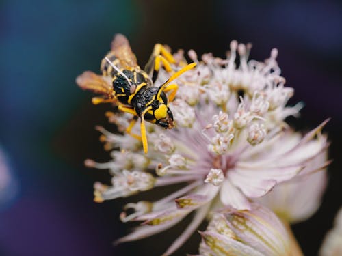 A Wasp on a Flower