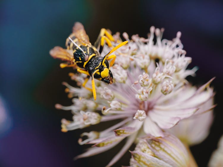 A Wasp On A Flower