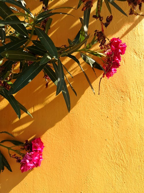 Foto d'estoc gratuïta de Atenes, flors, fons groc