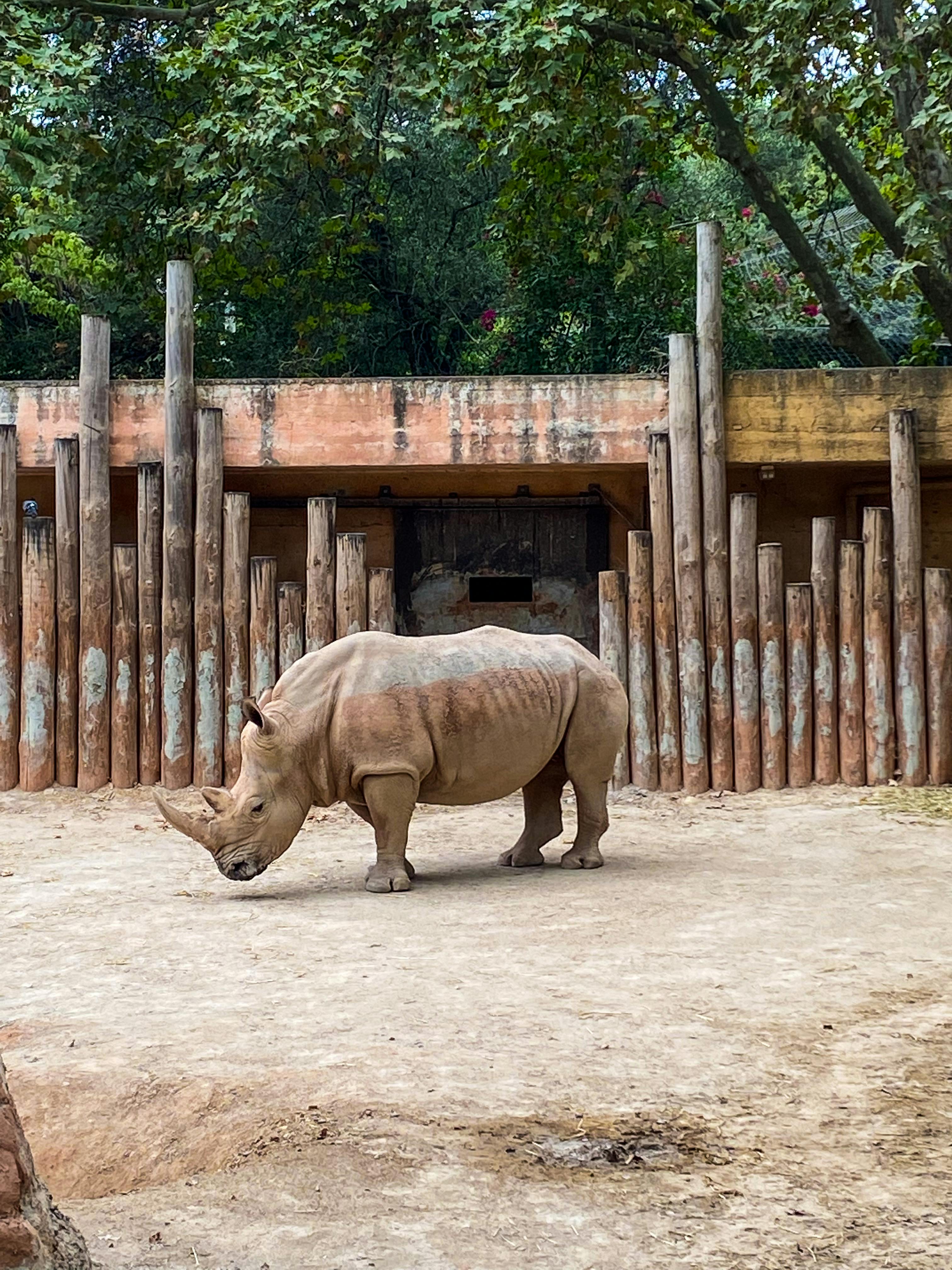 Gratuit Photos gratuites de amoureux de la nature, animal, animal à cornes Photos