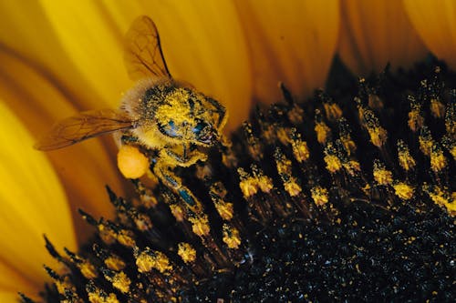 Close-Up Shot of a Bee on a Flower