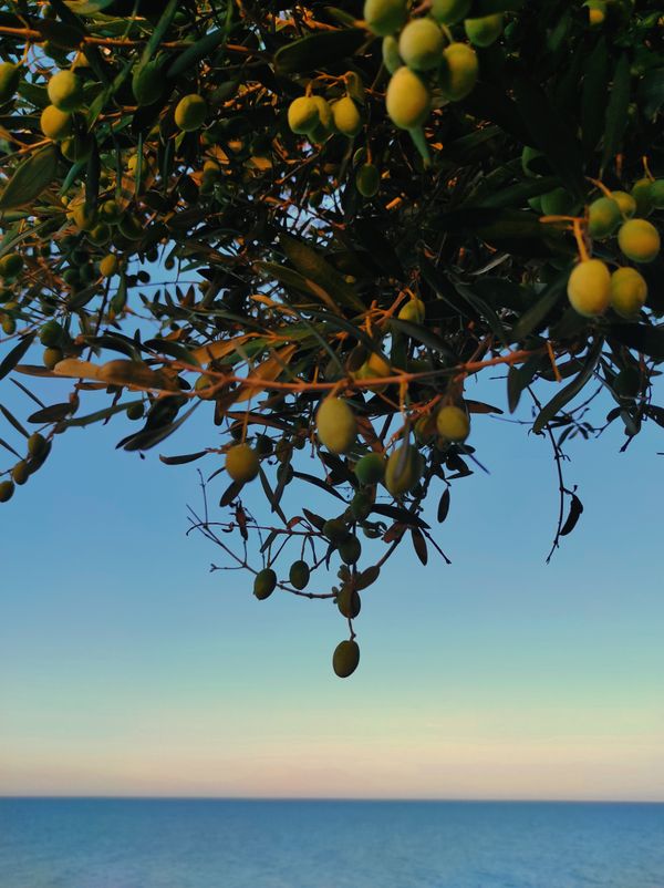 Ulivo mediterraneo al tramonto