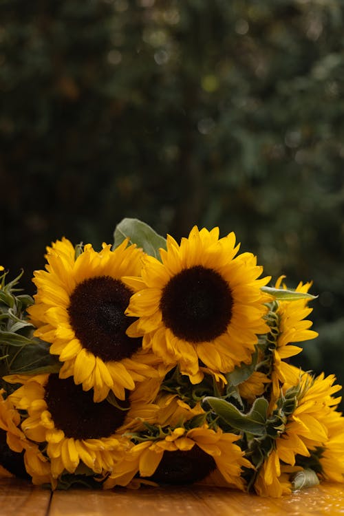 Gratis Foto stok gratis berkembang, bunga matahari, bunga-bunga Foto Stok