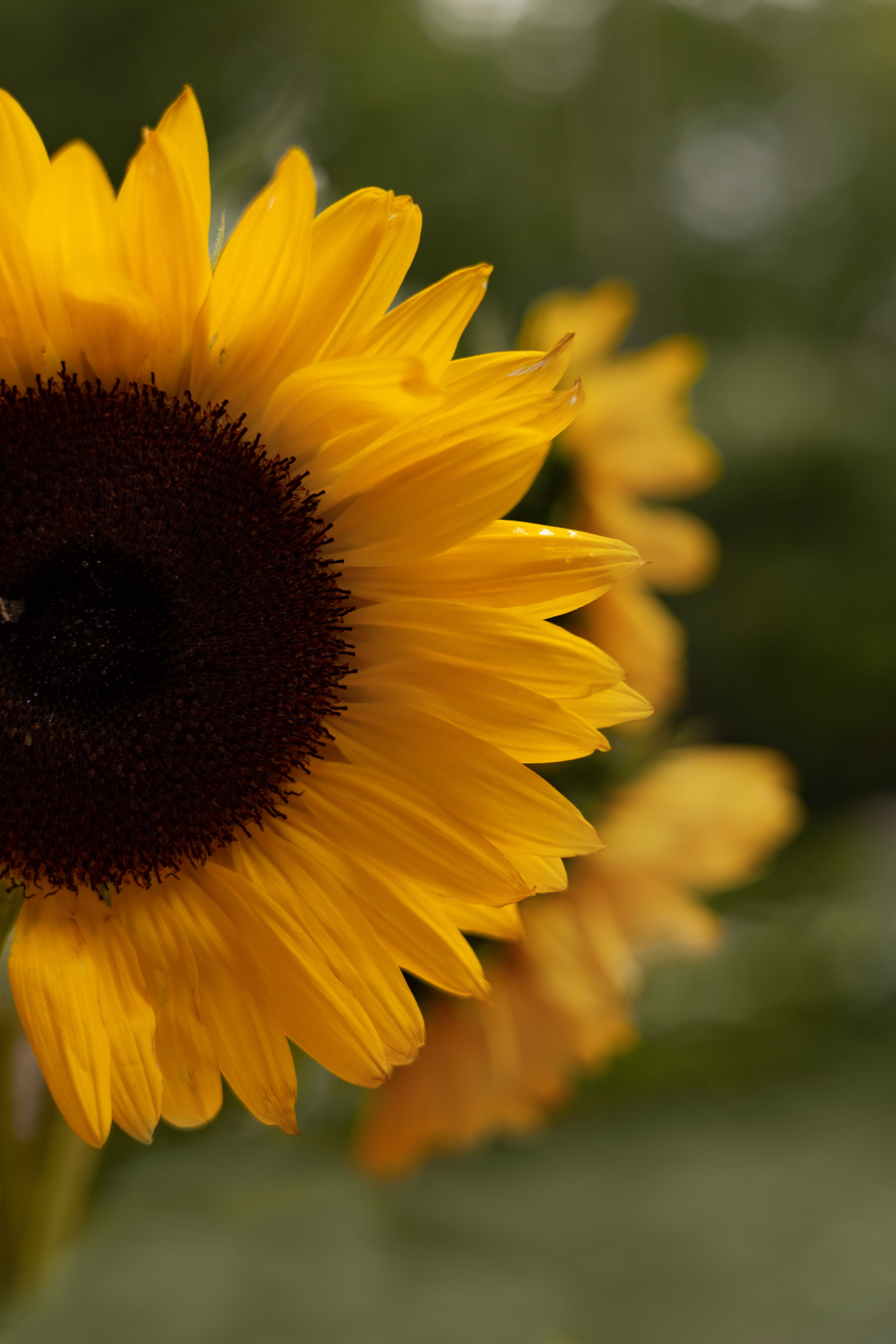 Close-Up Shot of a Sunflower · Free Stock Photo