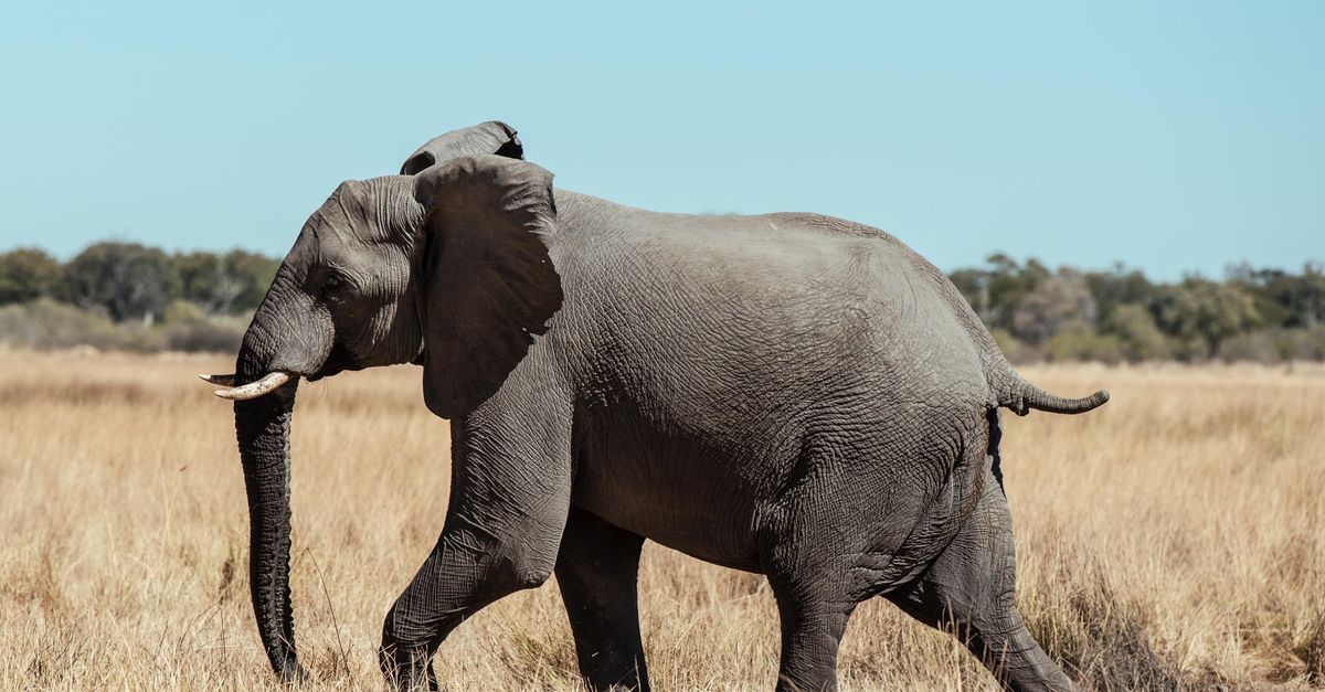 Photo of Botswana