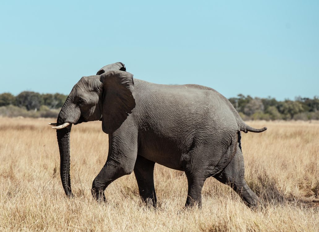 Elephant In Field An Elephant on a Grass Field · Free Stock Photo