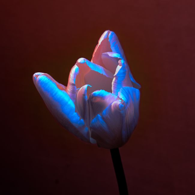 Close-up of a tulip with serene blue illumination and dramatic lighting.