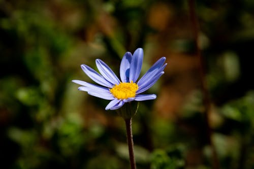Blue Daisy Flower in Selective Focus Photography