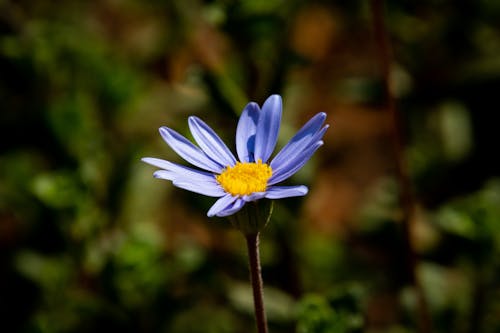 Kostnadsfri bild av äventyr, blomma, botanisk