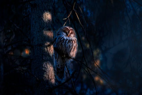 A Ural Owl on a Tree 
