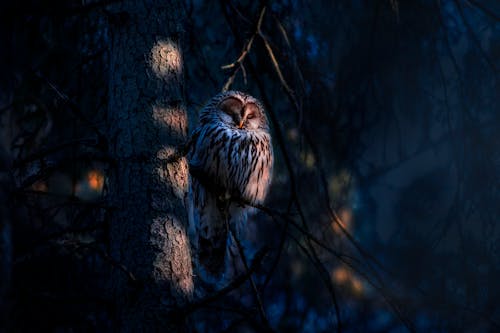 Безкоштовне стокове фото на тему «strix uralensis, впритул, дерево»