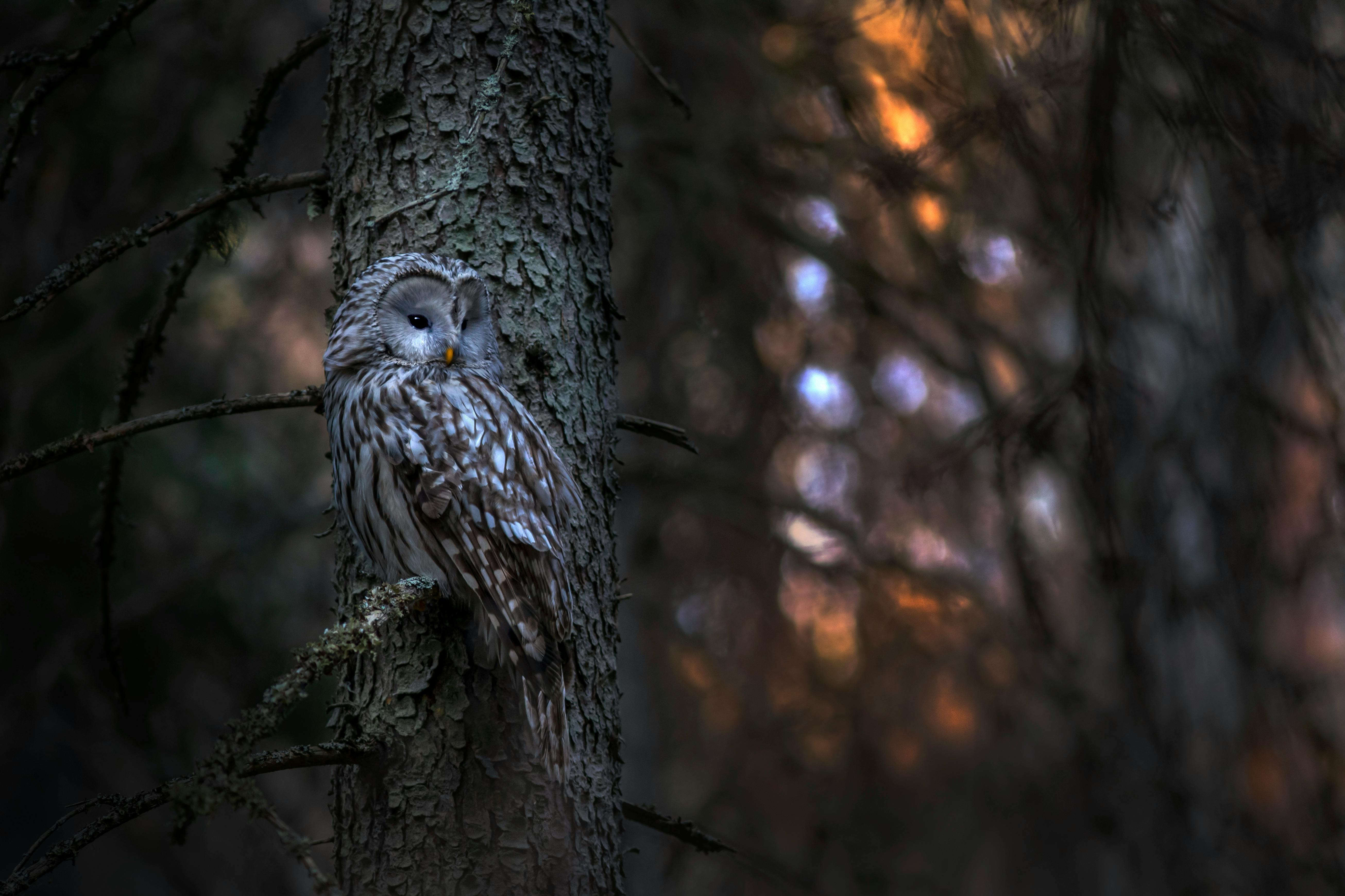 Close-up Photo of Owl with One Eye Open · Free Stock Photo