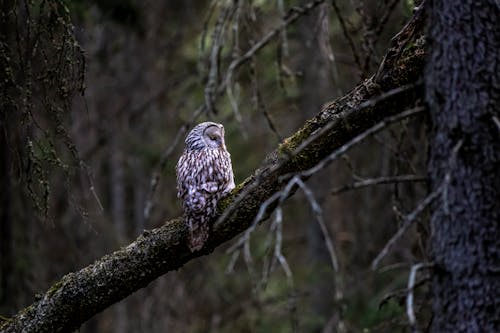 A Ural Owl Perched on a Branch